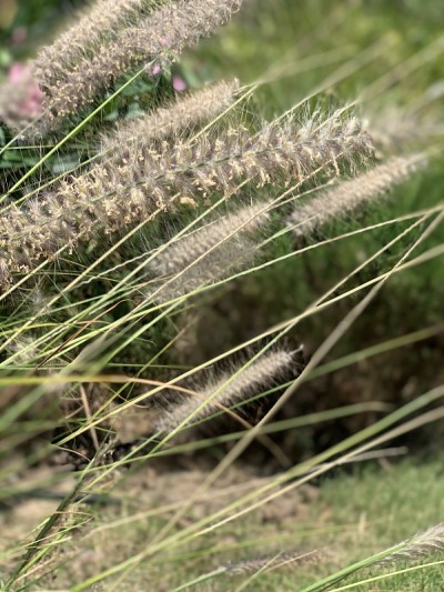 狼尾草-东方草