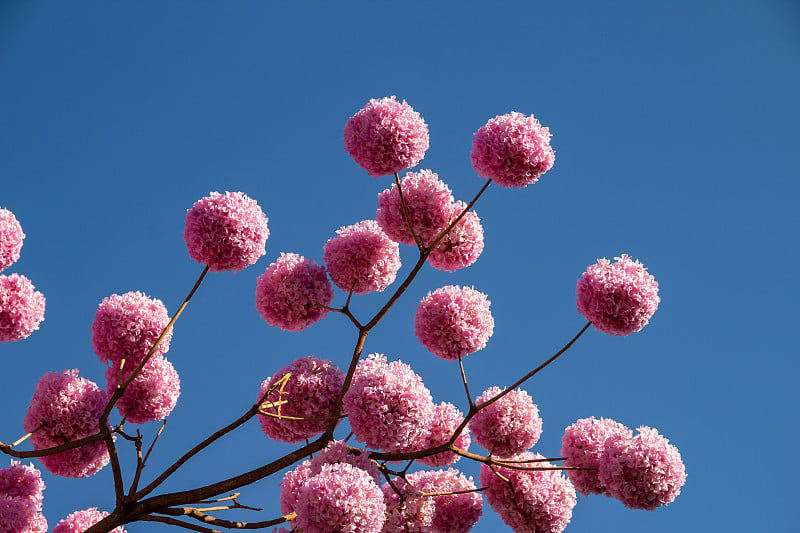 一种开花的紫色ipe的细节。Handroanthus impetiginosus。