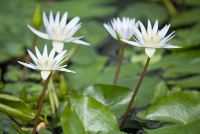 莲花