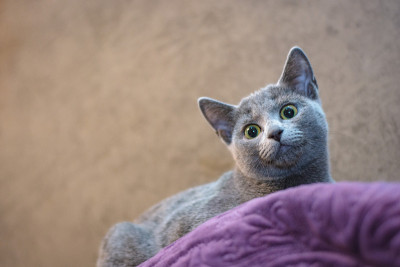 一只俄罗斯蓝猫躺在沙发上