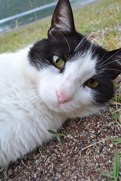 海滩上的猫