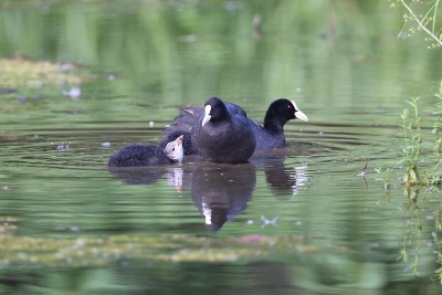 欧亚白骨顶(Fulica atra)德国