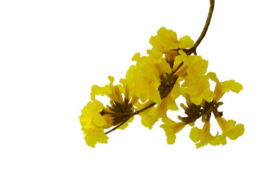 黄花束树枝或金喇叭树(手花菊)热带森林的落叶开花植物孤立在白色背景。