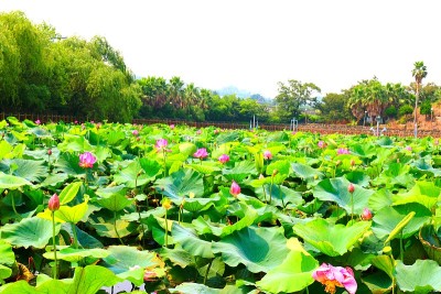 软化花园、池塘、荷花、湖泊、花网、