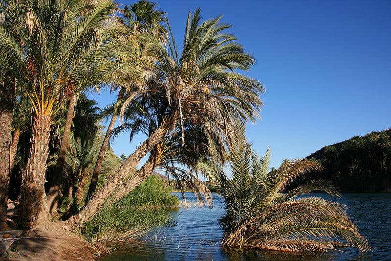 Laguna (lagoon) de San Ignacio, San Ignacio, Baja 