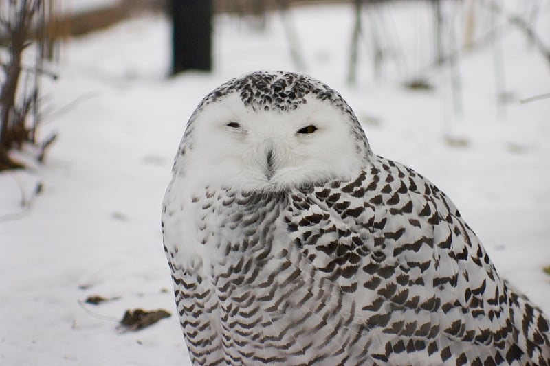 雪鸮