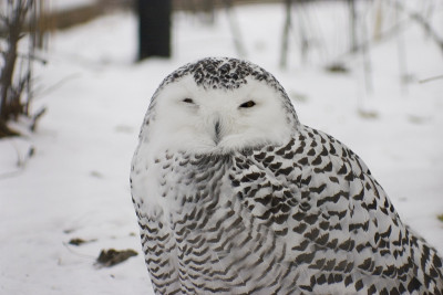 雪鸮