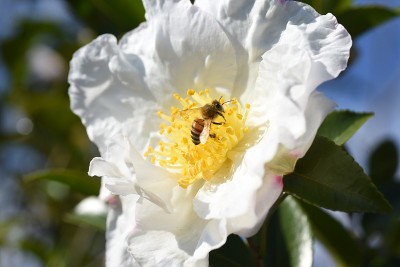 Sasanqua(茶花)花