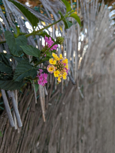 黄色的花