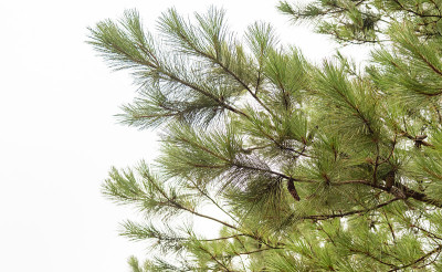 湿地松(Pinus elliottii)是一种松树