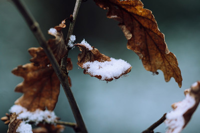 树叶收集雪