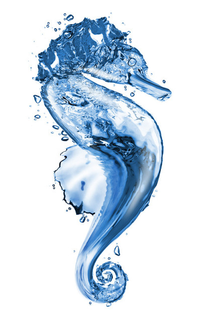 水海马