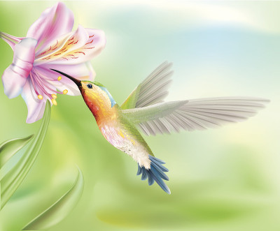 花里的蜂鸟