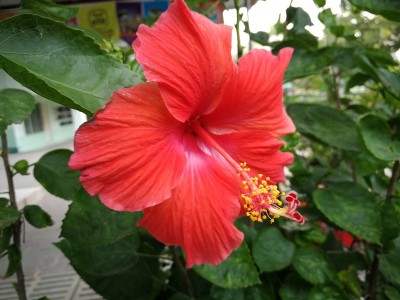 红色的芙蓉花