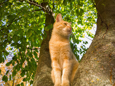 猫在树上。