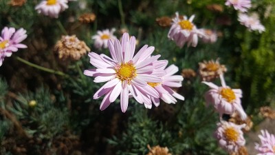 花瓣