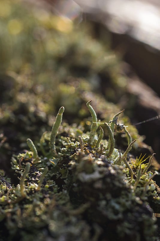 Moss and lichen