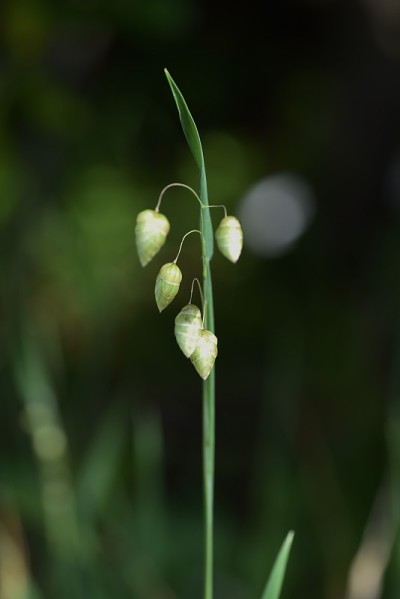 大颤草