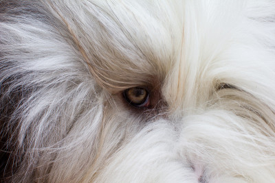 古代长须牧羊犬