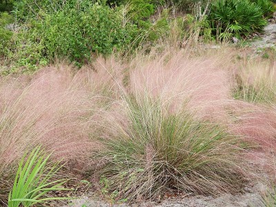 穆勒草(Muhlenbergia)
