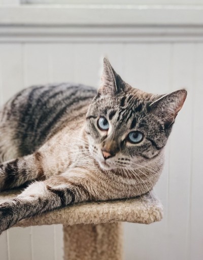 猫