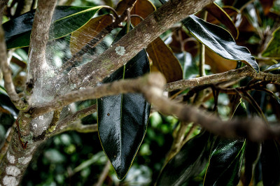 蛛网上的雨滴