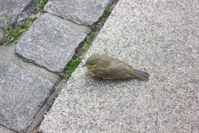 Chiffchaff biddy