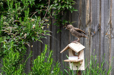 幼燕八哥，sturnus vulgaris，站在破木鸟笼上