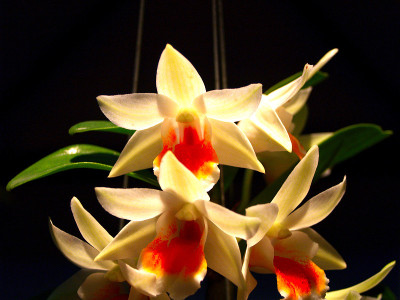 兰花的花