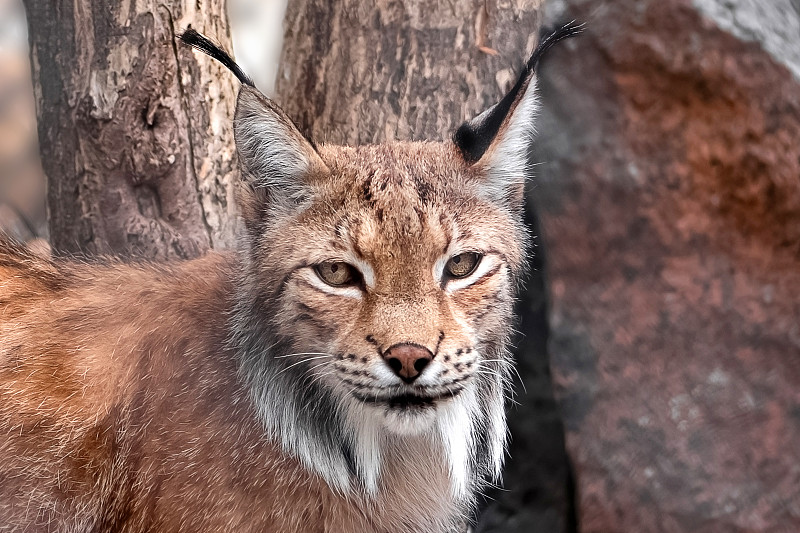 野生山猫的近脸