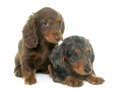 小狗，腊肠犬