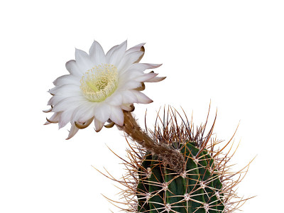 开花白花的仙人掌(白刺仙人掌)，分离