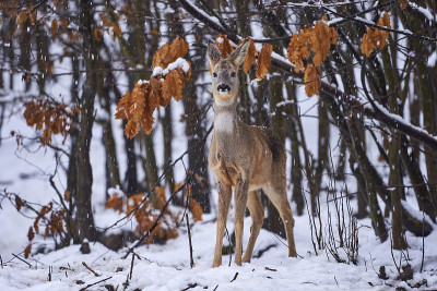 雪地里的狍