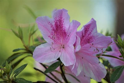 杜鹃花的花