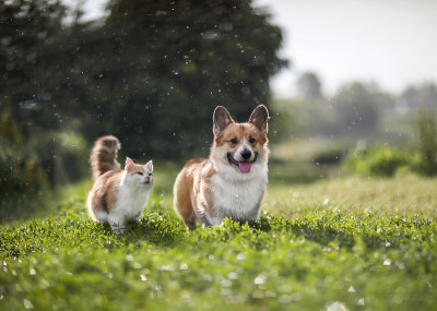 朋友红猫和柯基狗在夏日的草地上走着，下着温暖的雨点