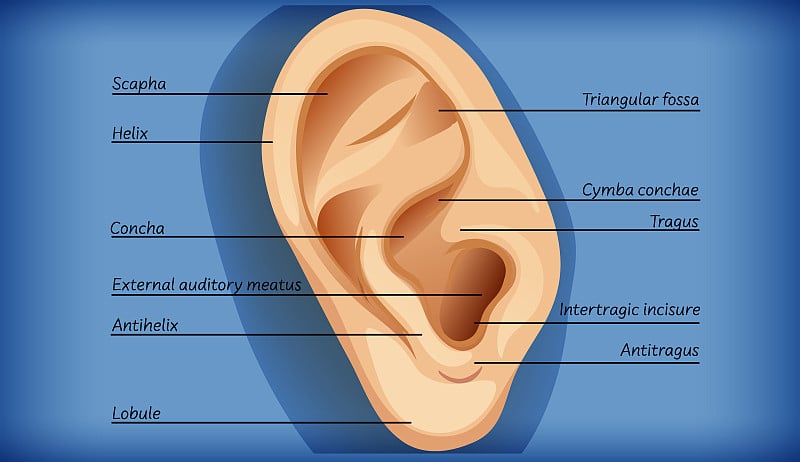 外耳解剖