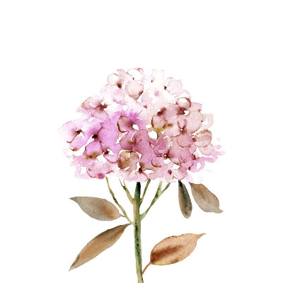 手绘水彩花。
