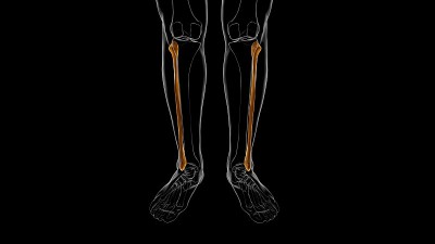 人体骨骼解剖腓骨骨3D渲染