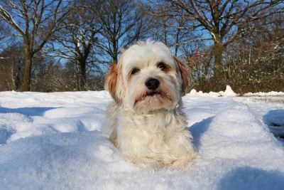 公园里一只毛茸茸的白色狗的特写镜头，它的脸上有雪