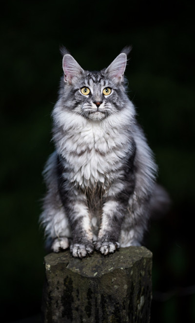 缅因库恩猫