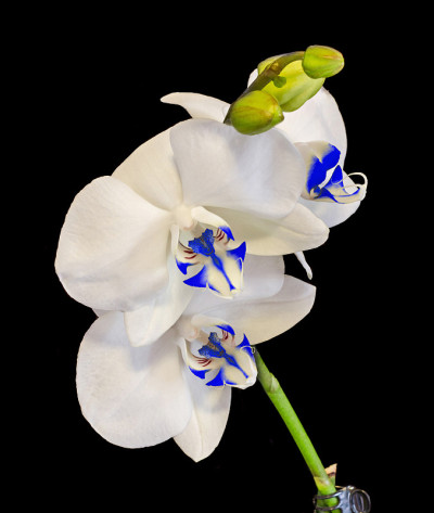 有花蕾的白色兰花花，蓝色雌蕊，兰科