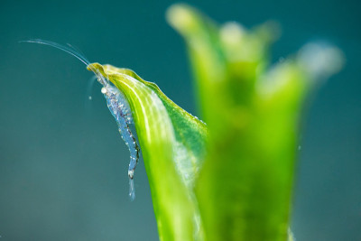 淡水中绿色植物上的虾