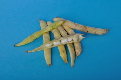 Paimpol可可豆子