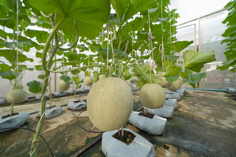 在温室农场种植新鲜甜瓜或哈密瓜。有机水果。种植园。种植。农业。食物