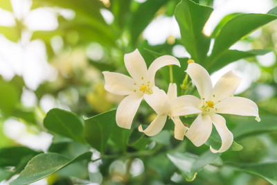 橙色的茉莉花或茉莉在花园里。