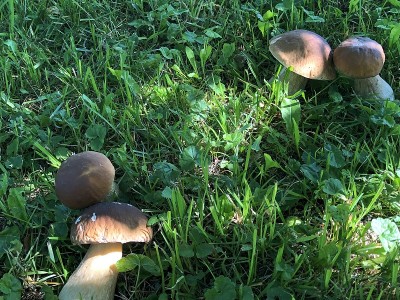 牛肝菌属菌类蘑菇