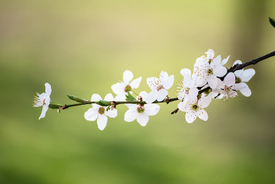 李子春花
