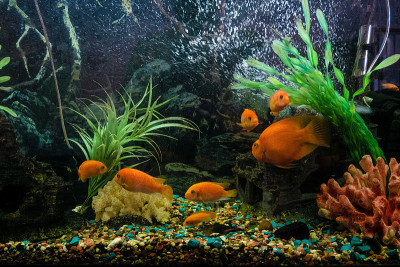 水族馆有红色假营养斑马鱼和橙色鹦鹉鱼(红鹦鹉丽鱼)