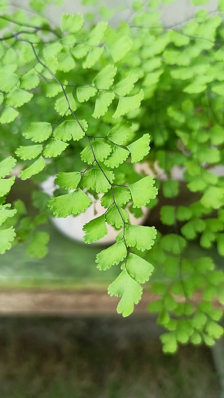 蕨类植物