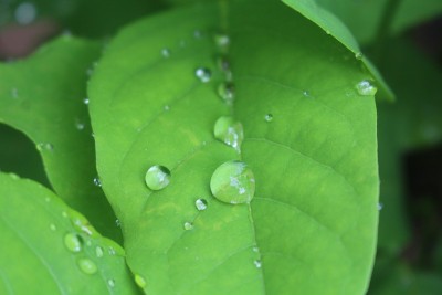 雨后……